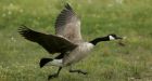 Canada goose thrives while Earths species dwindle 