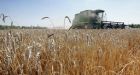 Wheat crop poor after dismal Prairie summer