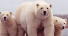 20% of vertebrates threatened, scientists warn
