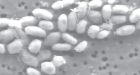 Microbe that feeds off arsenic alters search for life