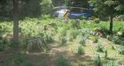 Cariboo grow-ops targeted by B.C. RCMP