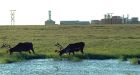 Ottawa opens Arctic to miners