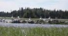 'Toxic soup' spills into Manitoba lake