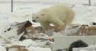 Polar bears invade Nunavut areas