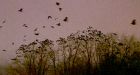 Enormous murder of crows gathering at Ottawa park