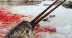 Inuit seek review of narwhal tusk trade ban