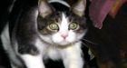 Boston cat called to jury duty