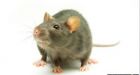Man to sue over 'rodent bite to penis' in jail