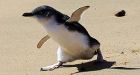 Most Canadians believe penguins in Arctic: Survey