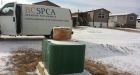 Cat found frozen in ice block in northern B.C. town