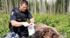 CSI: British Columbia Wildlife