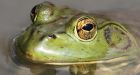B.C.'s wet spring causes spike in bullfrog population