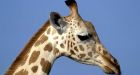 Curious incident of a dead giraffe