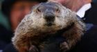 Had your winter Phil? Check Groundhog Day forecasts