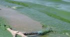 Lake Winnipeg most threatened in world in 2013