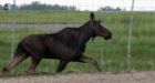GPS-equipped moose tracked by Saskatchewan scientists