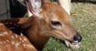 Pet deer shot dead by Manitoba Conservation