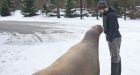 Marineland lawsuit accuses former trainer of plotting to steal walrus