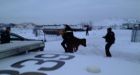 Escaped Edmonton cow leads police on merry chase