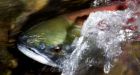 'Pacific salmon' named B.C.'s official fish