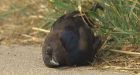 Dead birds fall 'like raindrops' in Winnipeg's North End