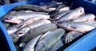 Sockeye salmon shortfall drives up price