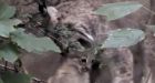 Video: Three lynx kittens make Biodome debut