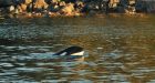 Stranded killer whale rescued from B.C. bay