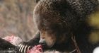 Grizzly bear eats black bear in Banff
