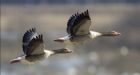 'Goose break': Cree tradition goes back centuries