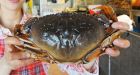Customers crabby over high price of seafood