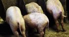 Seven drown in septic tank on Polish pig farm