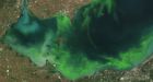 Lake Erie's algae explosion blamed on farmers