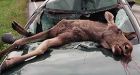 Seriously-injured B.C. woman awarded $3.2M after husband drove into moose