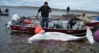 Baker Lake catches its first beluga