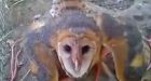 An owl is interrogated by Mexican villagers after being set it on fire 'for being a witch'