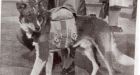 Dog parachute discovered in Calgary attic belongs to RCAF mascot