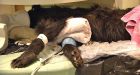 Paralyzed wild black bear gets MRI
