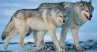 Scientists dispute ethics of Alberta's wolf cull