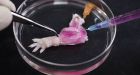 World's first biolimb: Rat forelimb grown in the lab