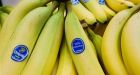 Banana killer on the march fuels risk of fruits next calamity