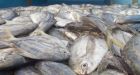 Sustainable fishing could produce more profits and more fish - research