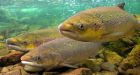Atlantic salmon in 2 P.E.I. rivers may link to ancestral strain