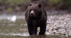 Grizzly bear attacks 2 hunters south of Fort Nelson, B.C.