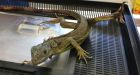 Calgary business charged with animal cruelty after 333 animals seized