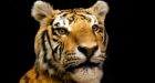An exclusive look inside a secret wildlife crime exhibit room