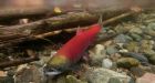 Deadly salmon disease found in B.C. farmed stock, federal scientists say
