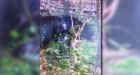 Bear that attacked grandma well known to neighbors, wildlife officials